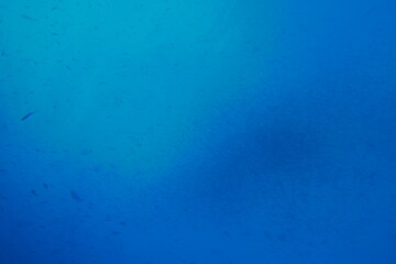 Scuba diving at German chanel with Manta ray in Palau. Diving on the reefs of the Palau archipelago.