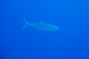 Scuba diving at German chanel with Manta ray in Palau. Diving on the reefs of the Palau archipelago.