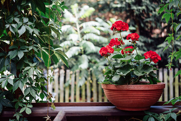 How To Grow Geraniums, pelargoniums. Gardening. Red pelargoniums bloom in the garden. - obrazy, fototapety, plakaty
