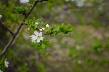 A flowering tree with white plum blossoms in a spring garden