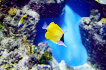 Butterfly fish tweezers yellow yellow long-nosed butterfly fish forcipiger flavissimus, in nature
