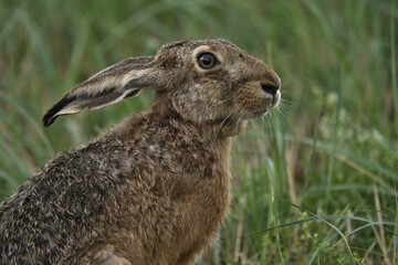 hase, feldhase, wild, säugetier, ohr, fell, natur, ostern