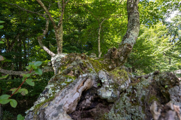 木の肌にある一つの世界