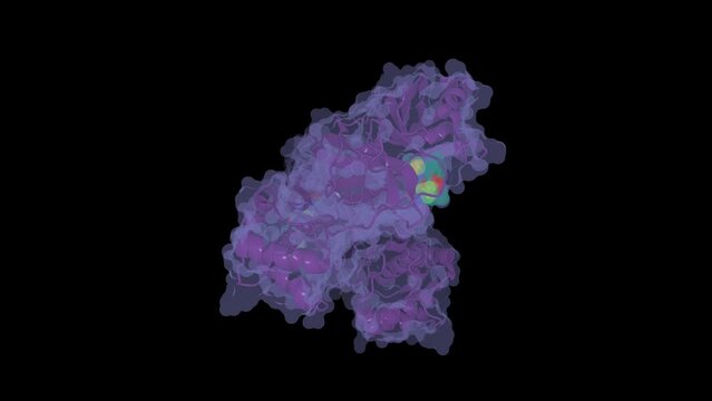 Structure of SARS-CoV-2 main protease (Mpro) in complex with nirmatrelvir (PF-07321332), new drug used to treat COVID-19.