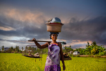 The Unidentified woman malagasy worker harvesting rice field in Madagascar - obrazy, fototapety, plakaty