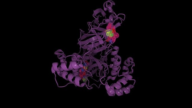 Structure of SARS-CoV-2 main protease (Mpro) in complex with nirmatrelvir (PF-07321332), new drug used to treat COVID-19.