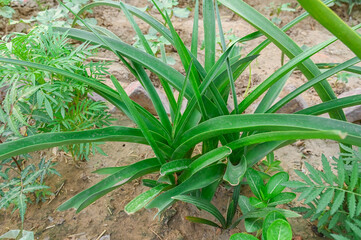 closeup of Crinum latifolium plain.