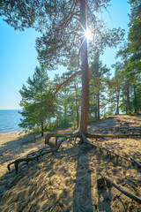 Beautiful pine trees on the sandy shore of the lake.