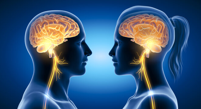 Active brain and energetic vagus nerve, communication, meditation, 3D illustration