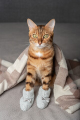 A cat in knitted booties on its paws sits covered with a blanket.