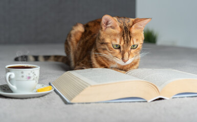 A domestic cat lies on a bed and reads a book.