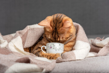 The cat holds a cup in its paws and looks inside.