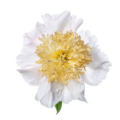White peony flower with yellow center isolated on white background.