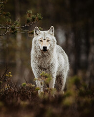 Obraz premium a wild gray wolf staring right in camera while shedding during spring time in nordic finland sweden