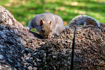 A cute white squirrel close-up eating a nut. Selective focus