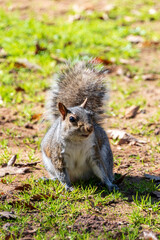 A cute white squirrel close-up eating a nut. Selective focus