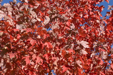 Red maple  and blue sky