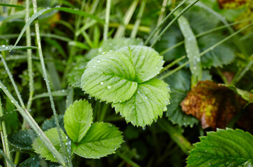 Close-up view of green strawberry leaves in the garden. Green bushes of a strawberry at summer. Dew or rain drops on the leaves. Selective focus, blurred background