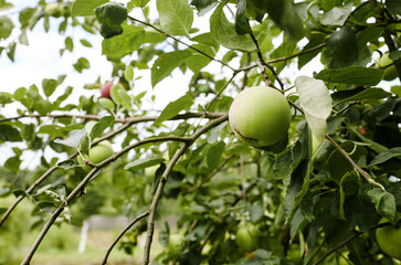 Ripe apples on a tree in a garden. Organic apples hanging from a tree branch in an apple orchard