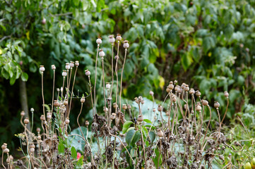 Poppy seed heads in summer with a shallow depth of field. Dry poppy capsules at nature, closeup