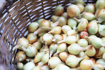 Harvest of onions. An elderly man farmer prepares vegetables for storage.
