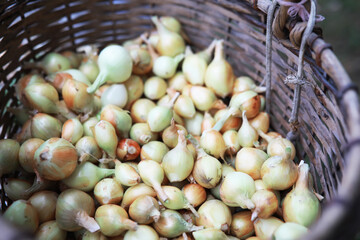 Harvest of onions. An elderly man farmer prepares vegetables for storage.