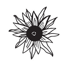 Sunflower hand drawn illustration for your design