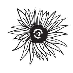 Sunflower hand drawn illustration for your design