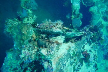 Fototapeta na wymiar Diving on the ship wrecks of the Palau archipelago. These ship wrecks were from Japanese Navy at WW2.