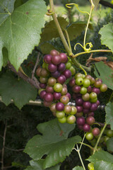 It is a bunch of grapes that ripen well in midsummer.