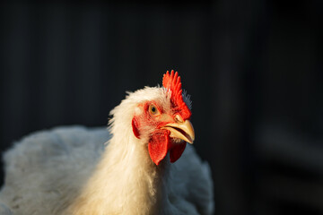 The head of a white rooster broiler. Red comb. Agriculture, animal husbandry