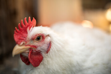 The head of a white rooster broiler. Red comb. Agriculture, animal husbandry