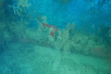 Diving on the ship wrecks of the Palau archipelago. These ship wrecks were from Japanese Navy at WW2.