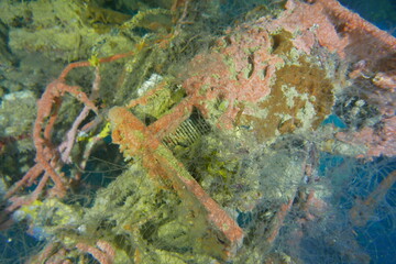 Diving on the ship wrecks of the Palau archipelago. These ship wrecks were from Japanese Navy at WW2.