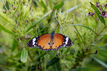 Obraz premium Close up photo of butterfly and blurred background.