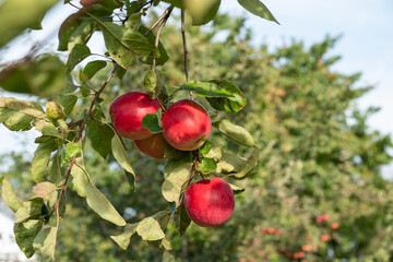 Rural organic growing of fruits in the family garden