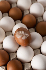 Egg background. White and brown eggs in a paper box tray. Protein food. Eco organic. Minimalism concept.