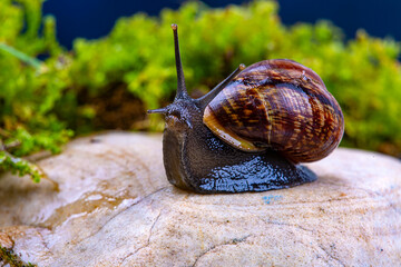 Grape snail on a stone, against a background of dark sky and green grass, macro photography