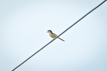 angry bird on a rope 