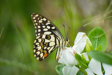 butterfly on a flower