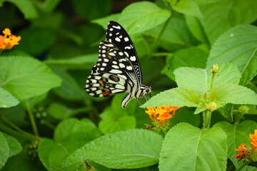 butterfly on flower