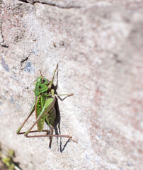 Grasshopper on a white wall with copy space