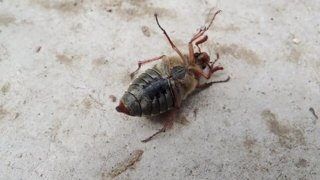 Helpless may bug lies on concrete surface and waves its paws in an attempt to roll over 
