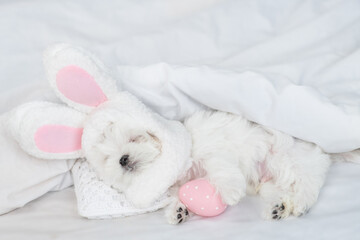 Lapdog puppy wearing easter rabbits ears sleeps with colorful egg on a bed under warm white blanket at home