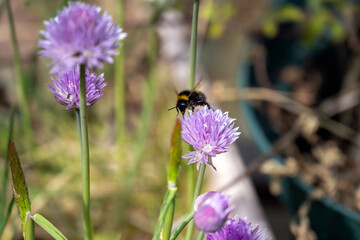 Bumblebee on the purple flower of a chive orv Allium schoenoprasum, close up