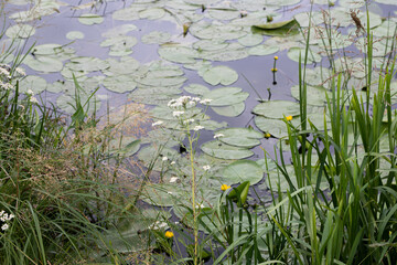 frog in the pond in the lake