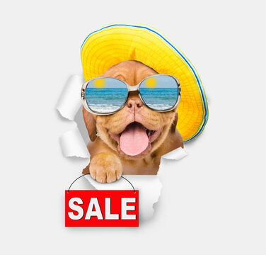 Funny Mastif puppy wearing mirrored sunglasses and summer hat looking through the hole in white paper and showing sales symbol