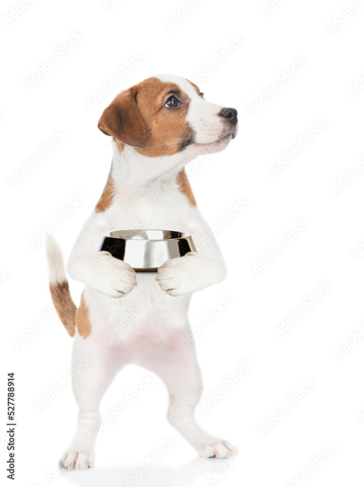 Poster hungry jack russell terrier puppy holds empty bowl and looks away on empty space. isolated on white 