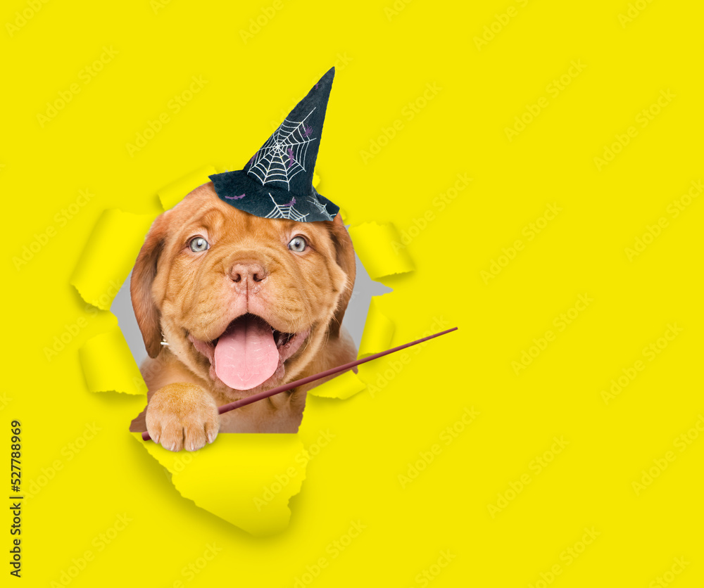 Poster happy mastiff puppy wearing hat for halloween looks through a hole in yellow paper and points away o