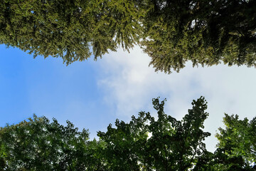 trees in the forest. sun rays through the tree .tree branches and sky
